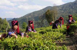 云海深處有茶園 云南綠春“老樹”發(fā)“新芽”