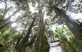 四川劍閣縣“一樹一策”保護(hù)數(shù)千株古柏