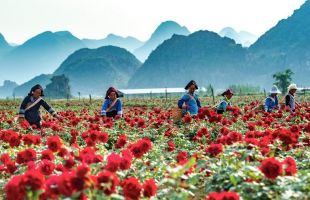 7月12日相約云南晉寧共赴“玫瑰嘉年華”