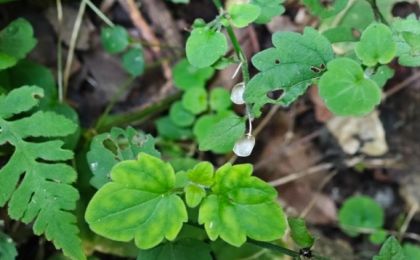 我國(guó)獨(dú)有物種山西黃芩時(shí)隔67年重現(xiàn)