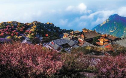 從古樹名木到生物多樣性——泰山景區(qū)如此呵護(hù)自然饋贈 