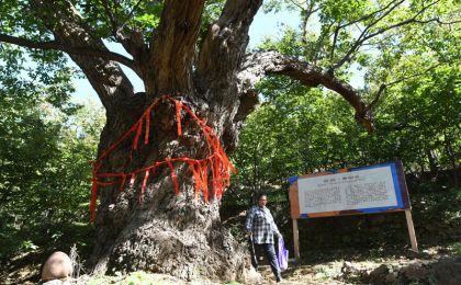 密云栗樹王樹齡鑒定超過(guò)800年