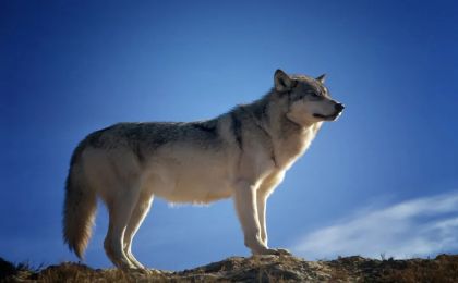 可可西里孤狼變胖狼！大肆投喂野生動物影響生態(tài)鏈健康