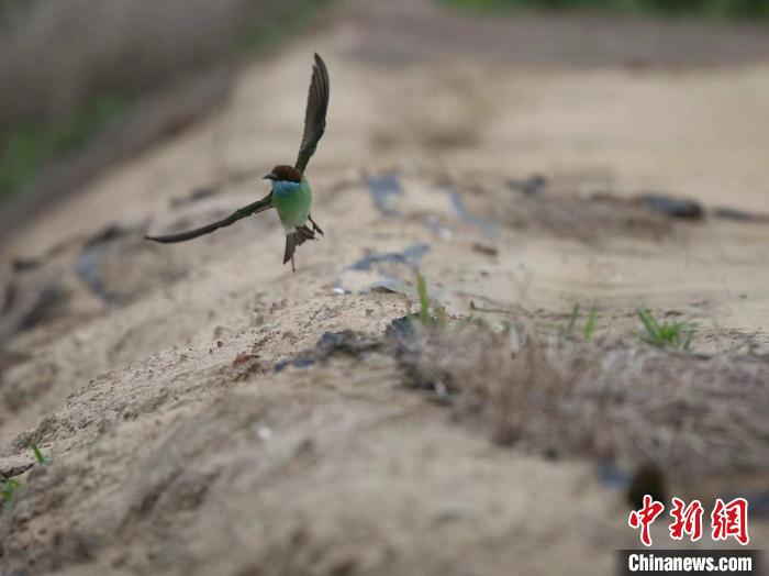 近日，藍喉蜂虎抵達澄邁縣花場灣自然生態(tài)保護區(qū)?！《『?攝